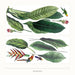 Vintage Tropical Jungle with Shapes, wall decals by Made of Sundays